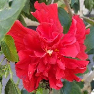 Meet your Posher, Hazel